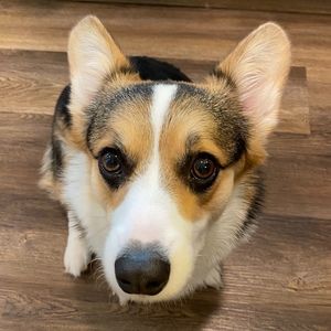 Meet your Posher, Shani